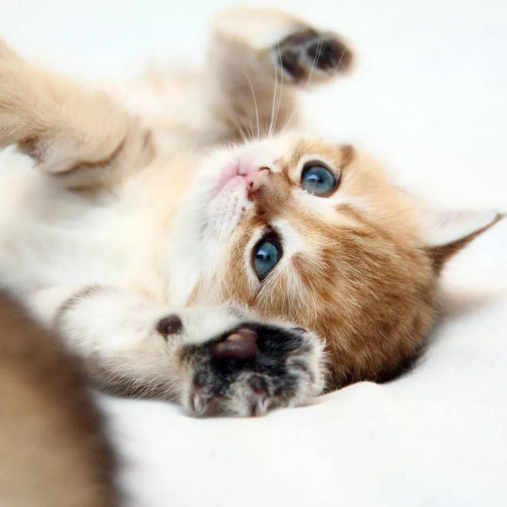 Доброе утро котенок мой