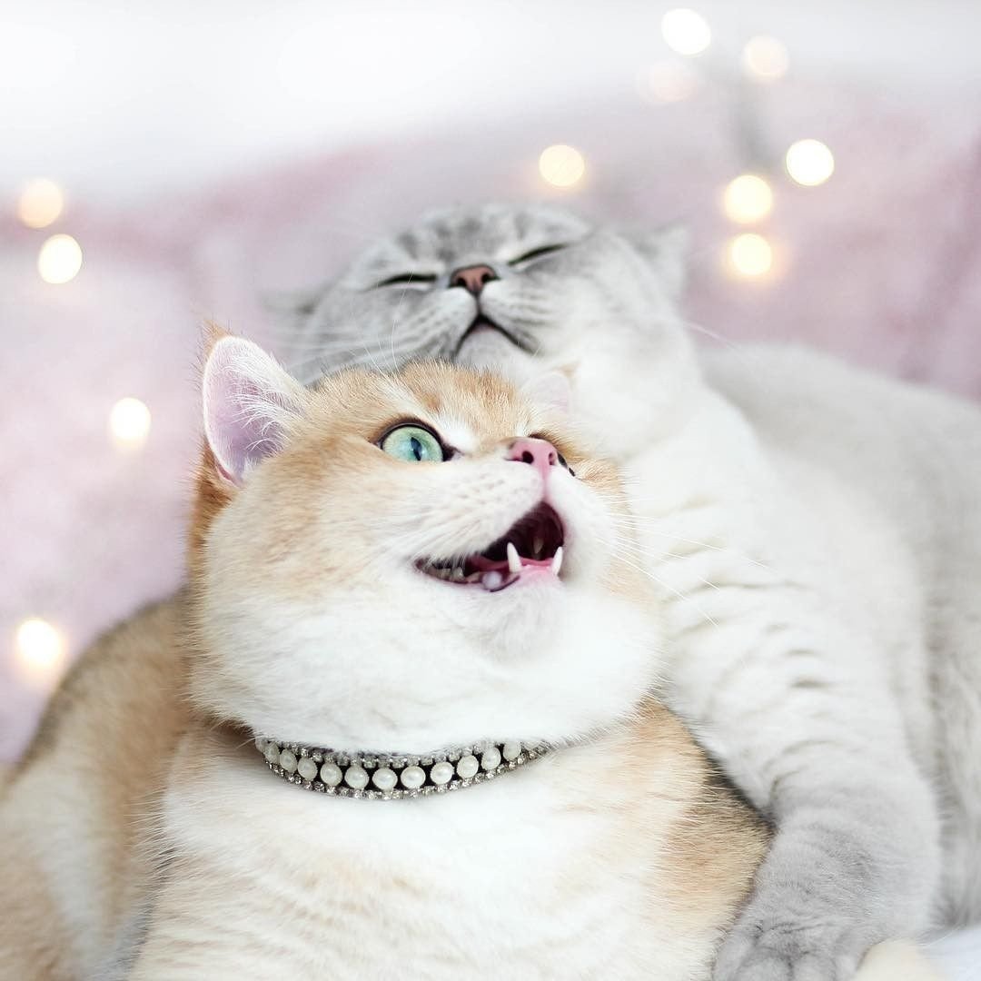 С добрым утром котики