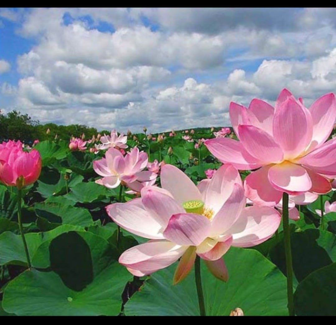 Долина лотосов Астрахань