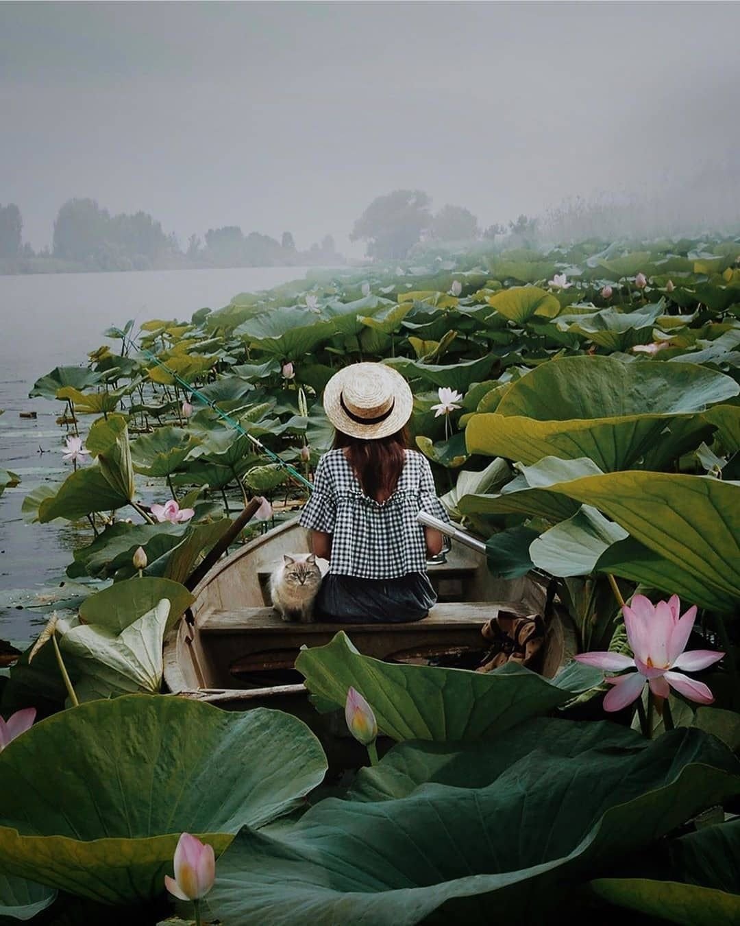 Цветение лотосов в дельте Волги