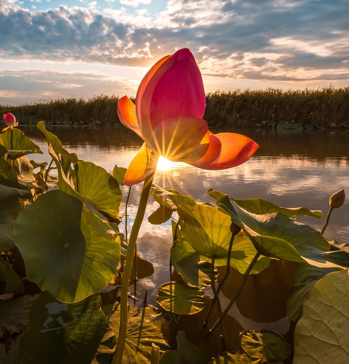 Дельта Волги Астрахань Лотосы