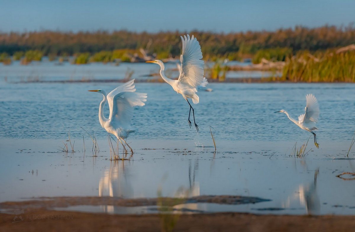 Цапля серая Волго-Ахтубинская Пойма