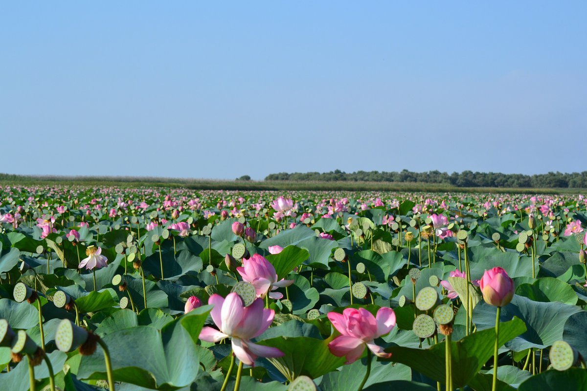 Лотосовые поля в дельте Волги