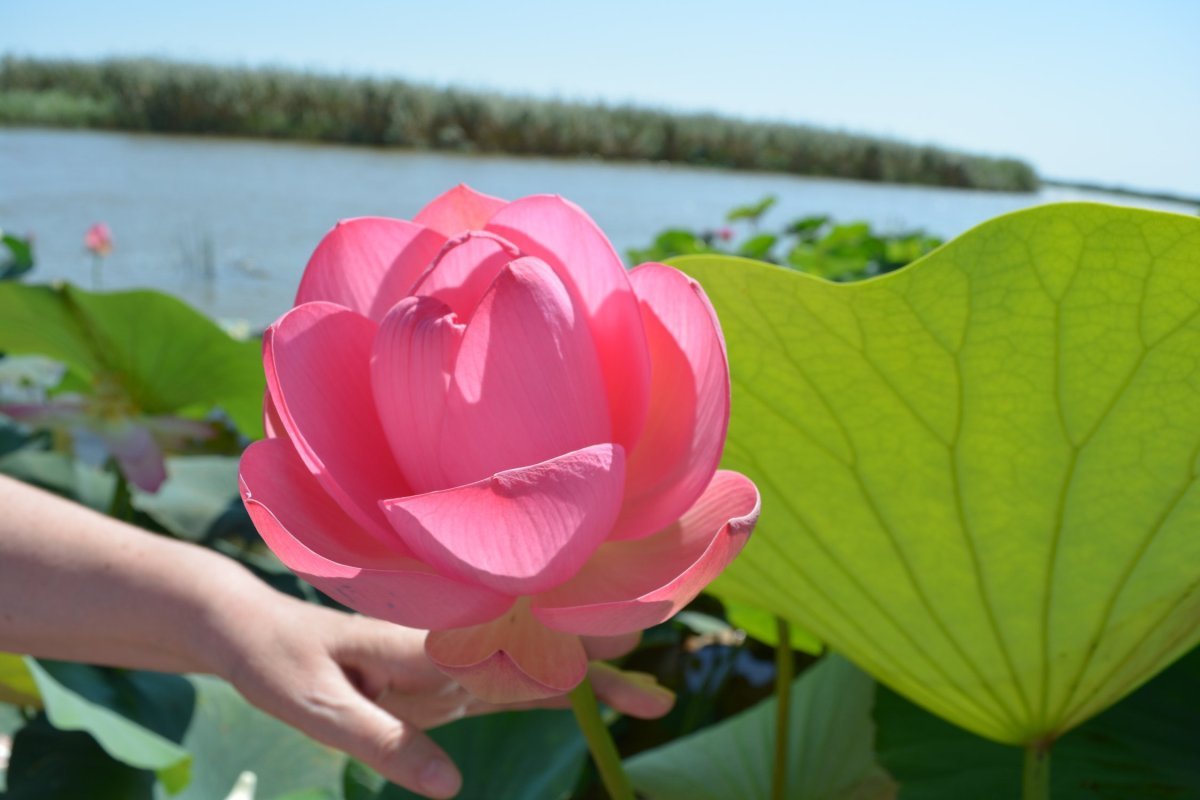 Лотосовые поля Астрахань