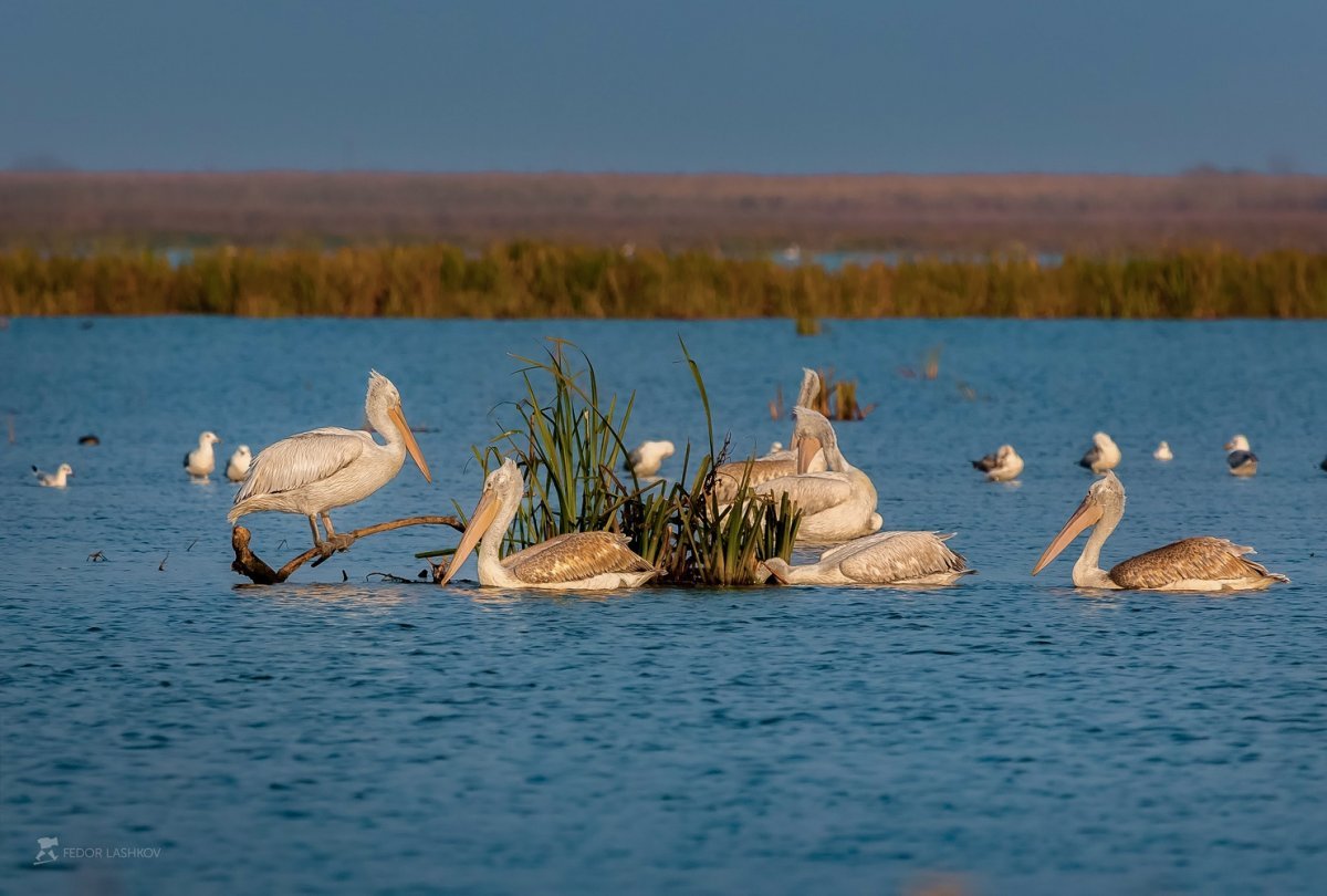 Дельта Волги Астраханский заповедник