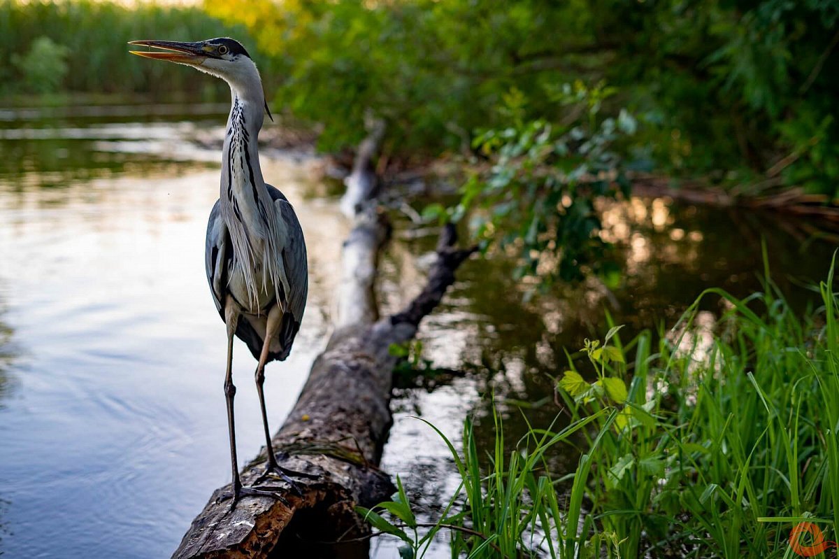 Астраханский биосферный заповедник