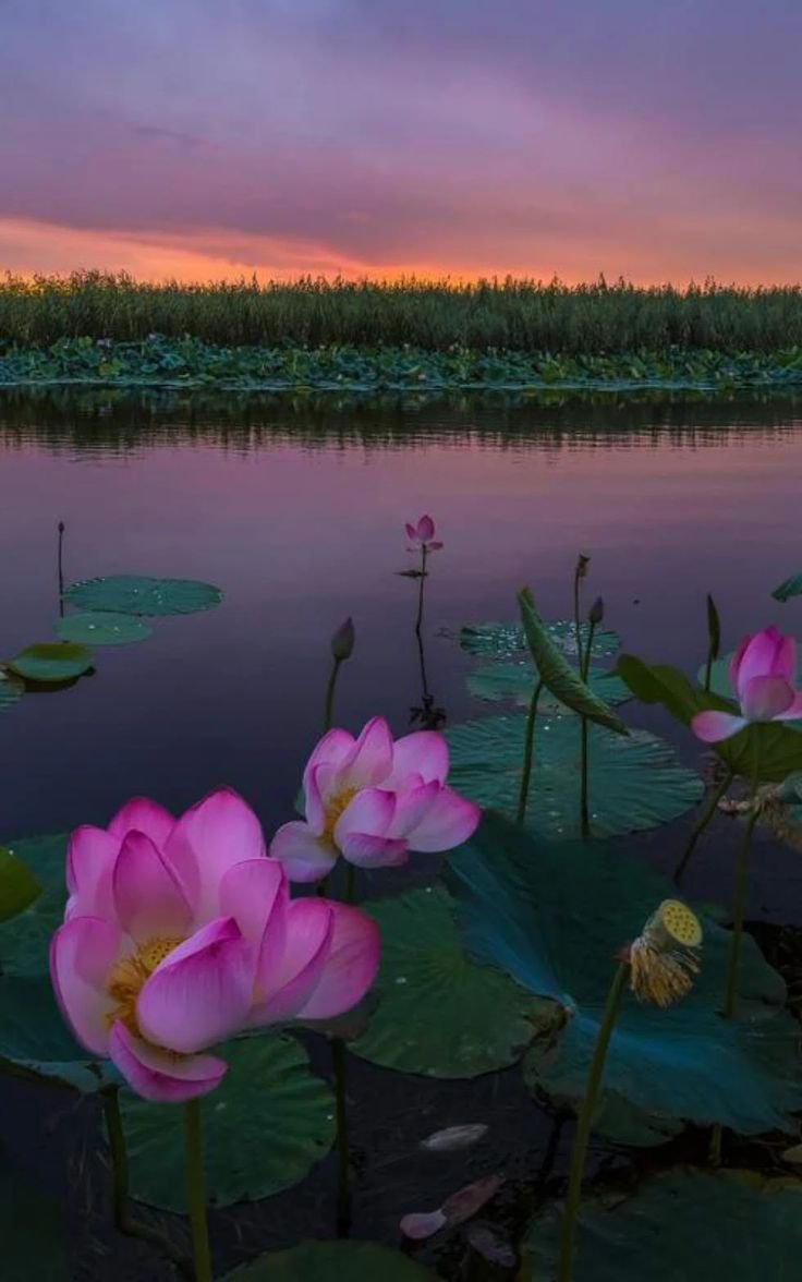 Лотос орехоносный