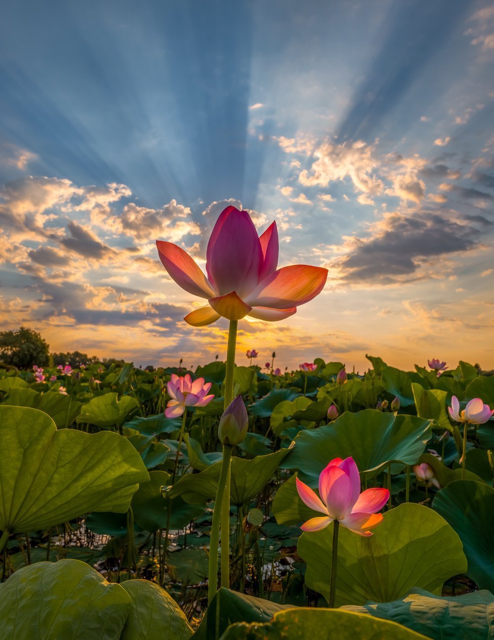 Лотосовые поля Астрахань