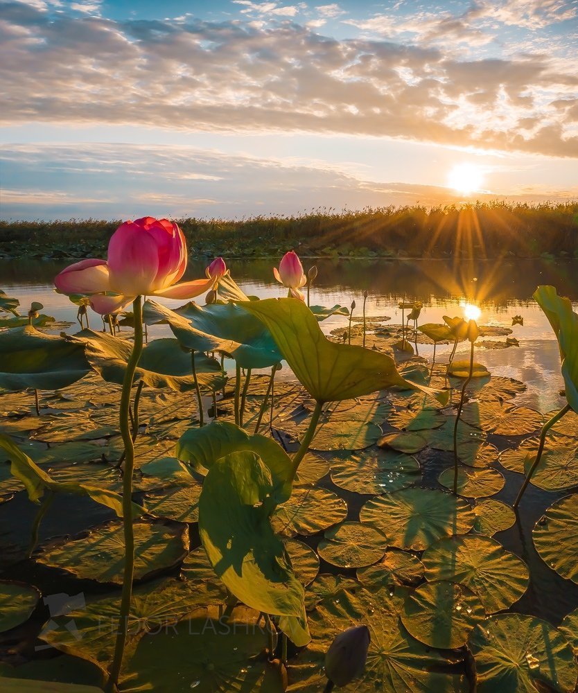 Лотосовые поля в дельте Волги