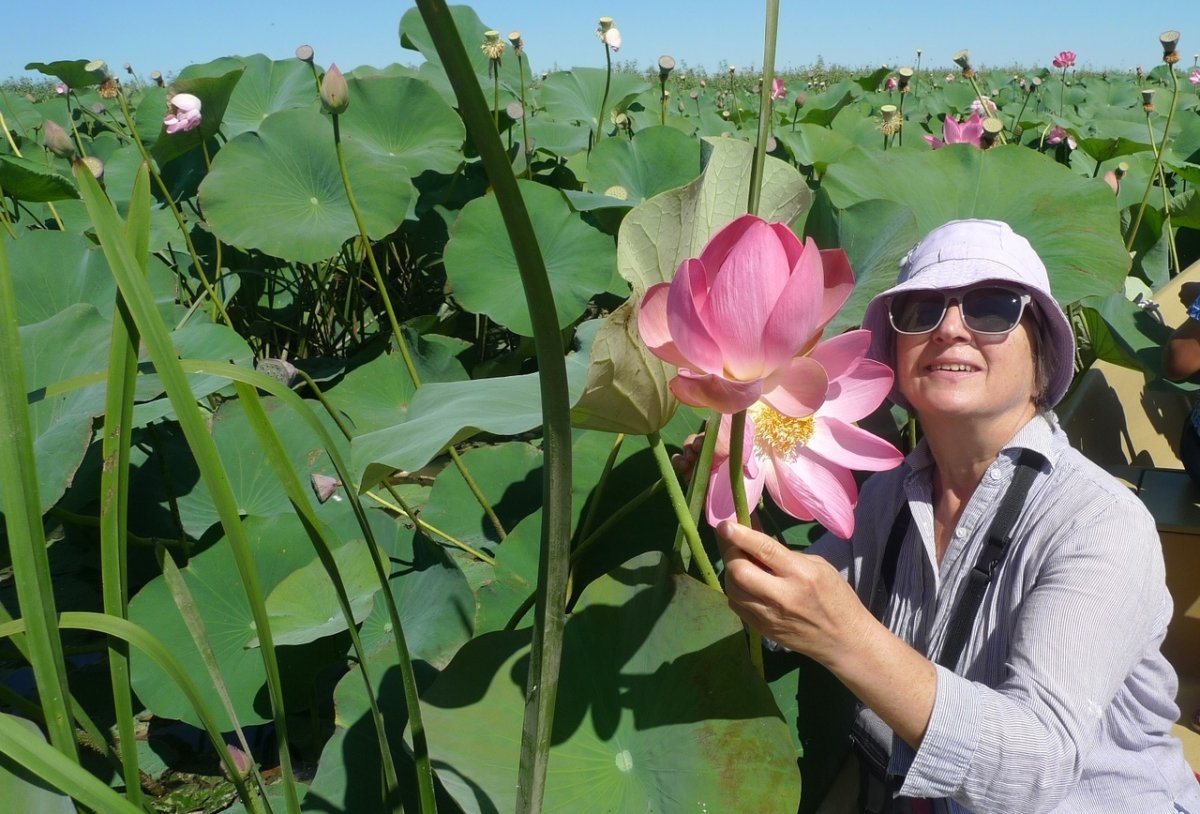 Лотосовые поля Астрахань