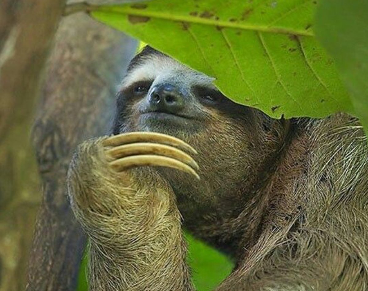 Ленивцы девиз