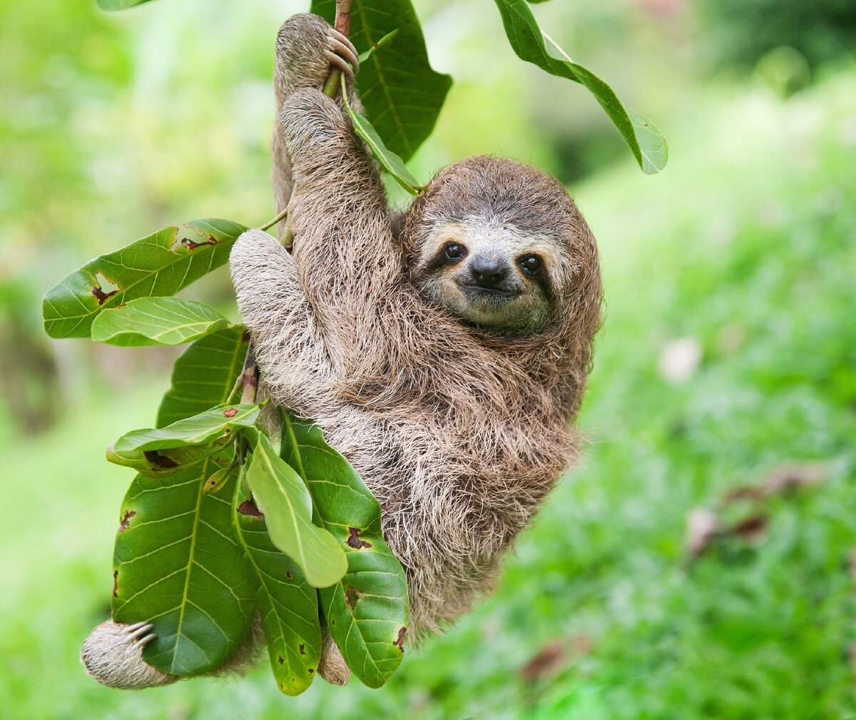 Карликовый Ленивец