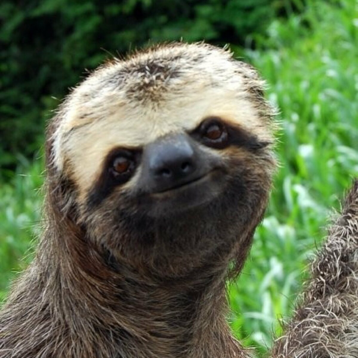 Ленивец обнимает