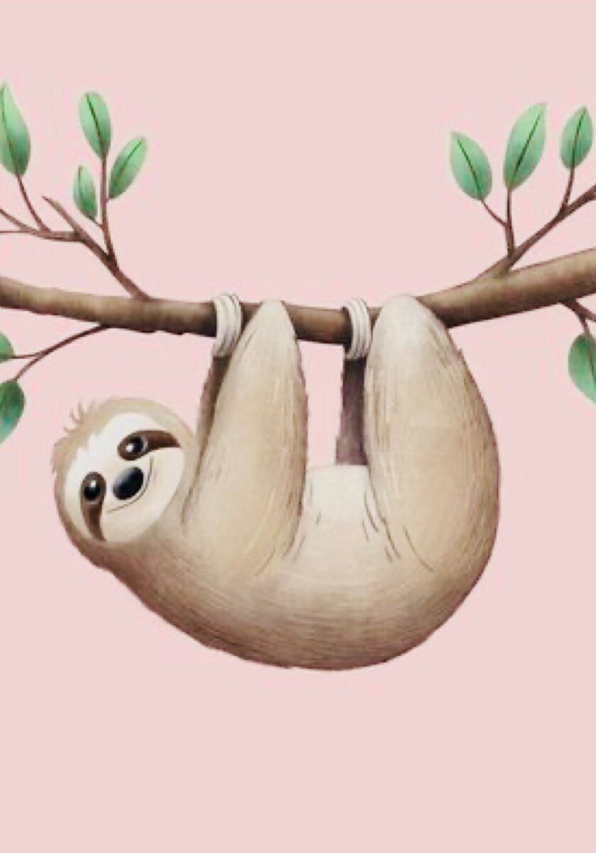 Фото ленивца с боку