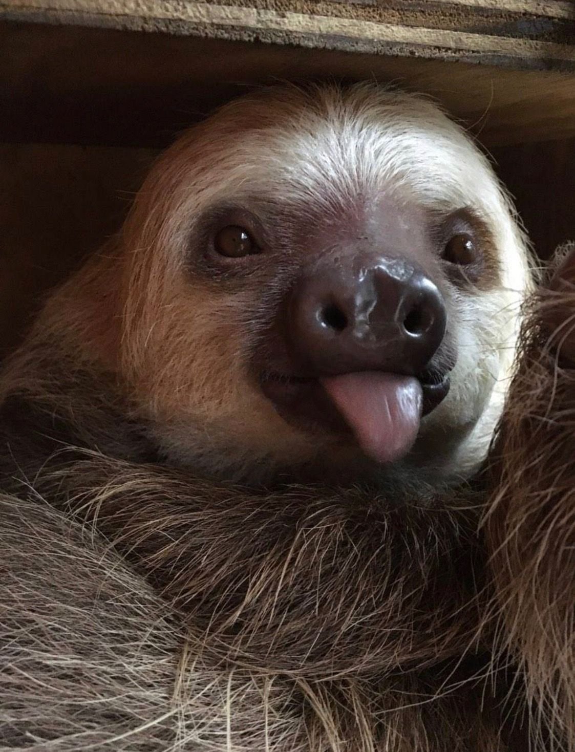 Карликовый трехпалый Ленивец