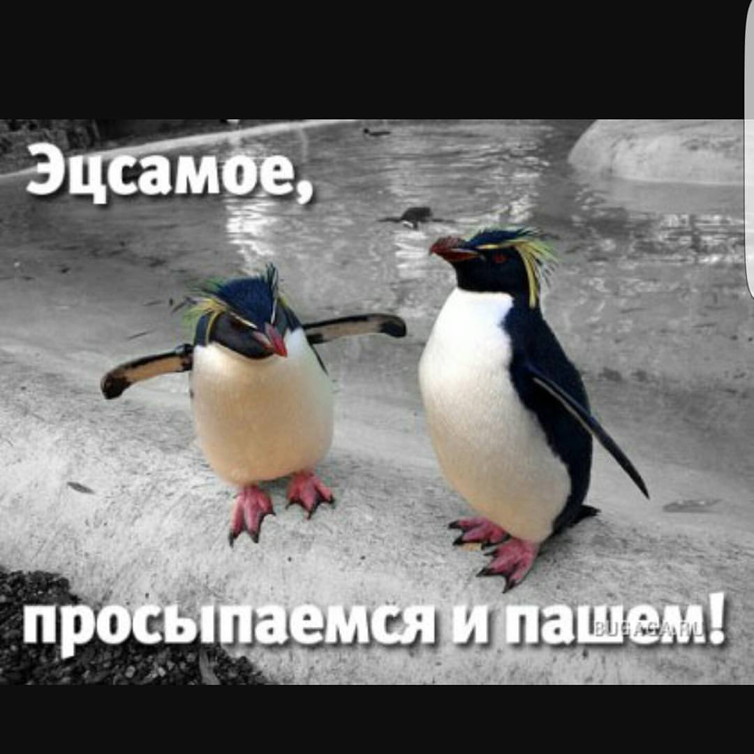 С добрым утром коллеги прикольные