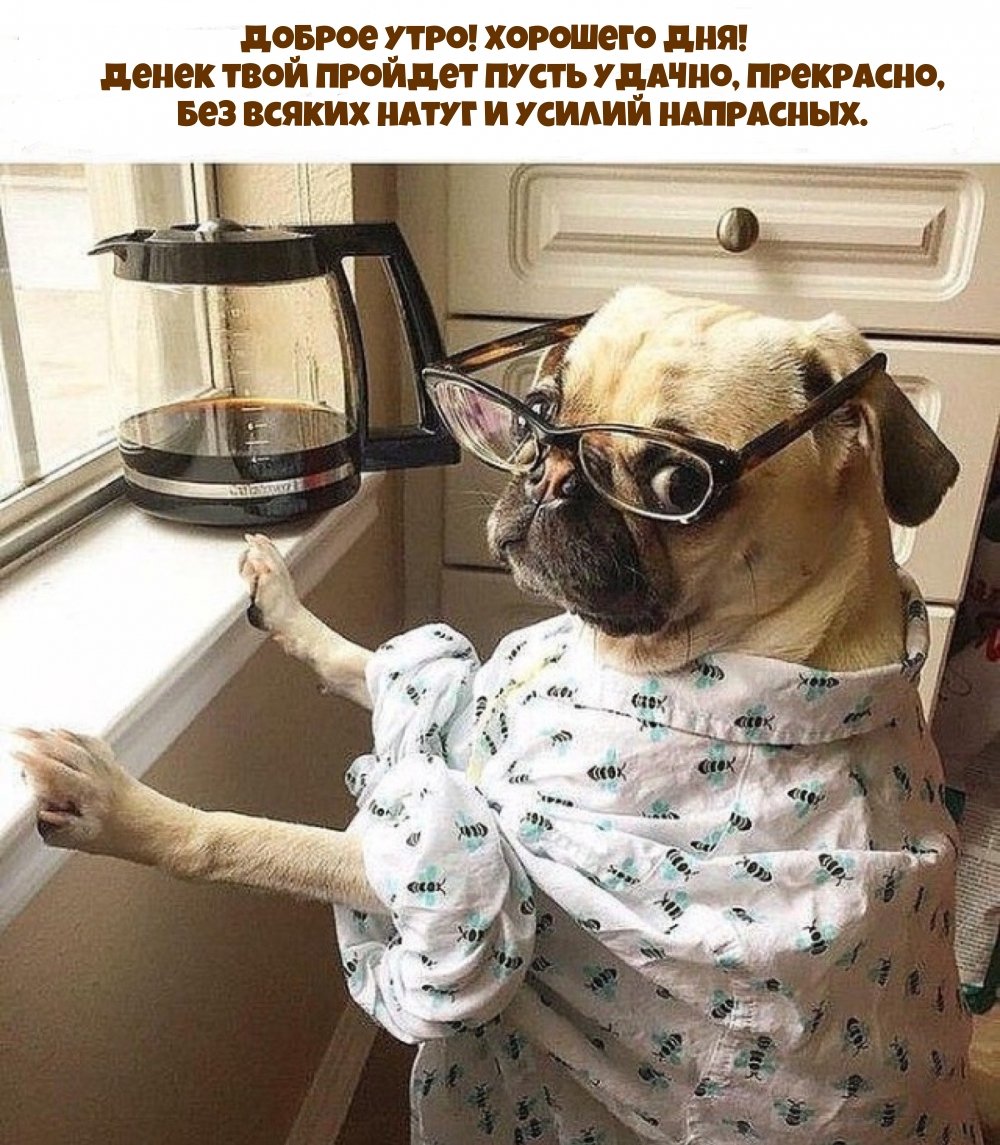 Гифки с добрым утром смешные