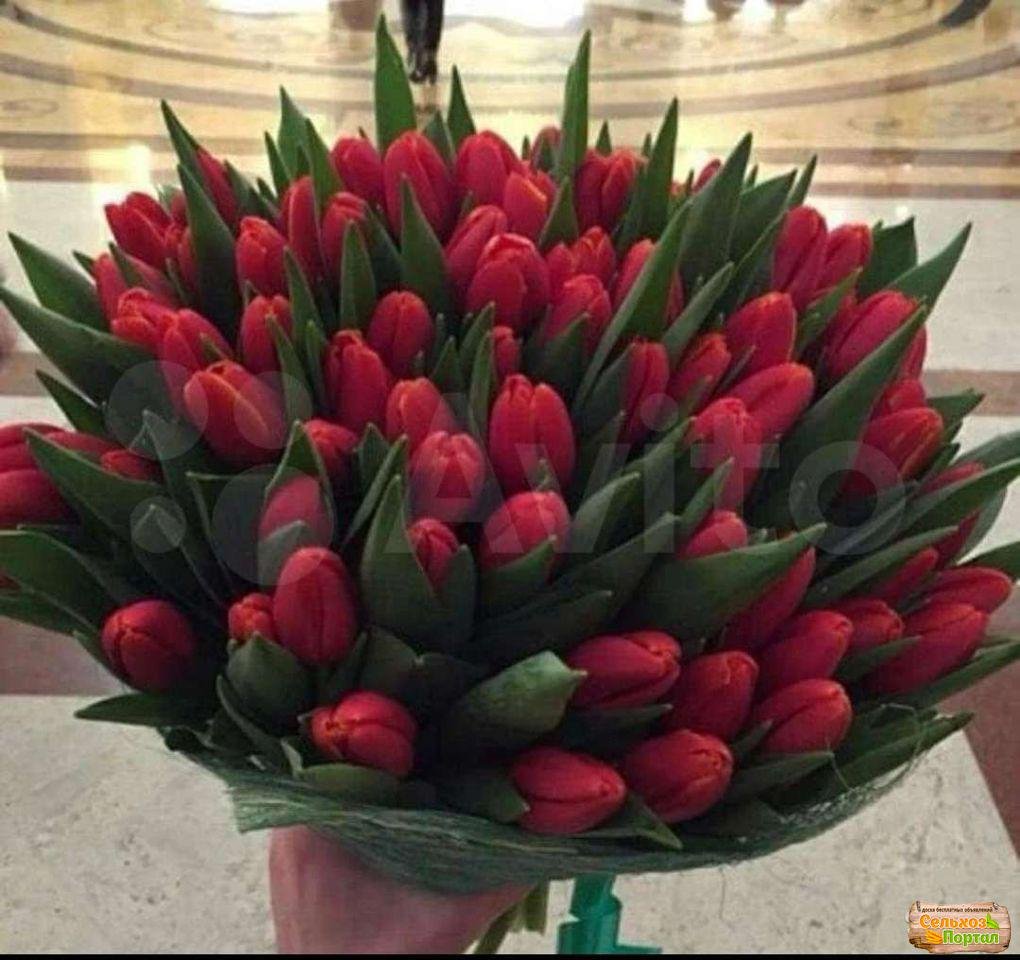 Огромный букет красных тюльпанов