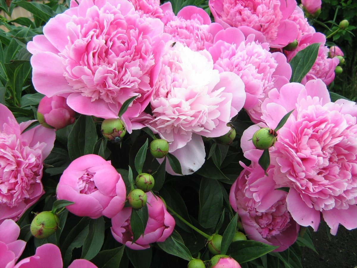 Пион Гилберт Бартелло