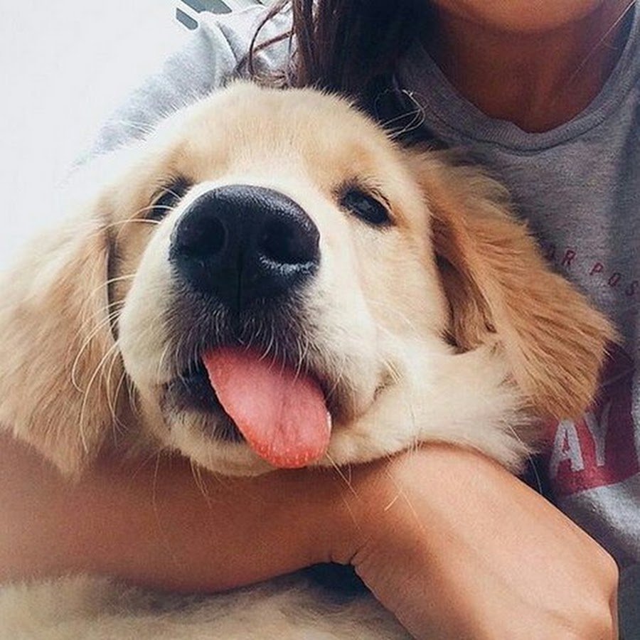 Дружелюбная собака