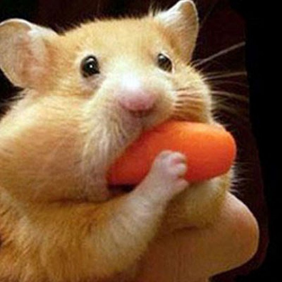 Хомяк с набитыми щеками