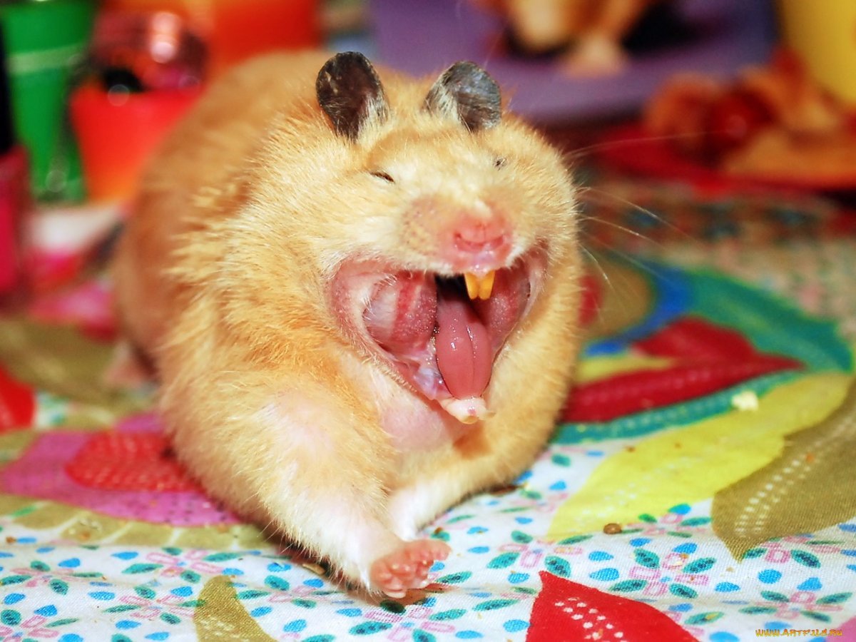 Хомяк и банан