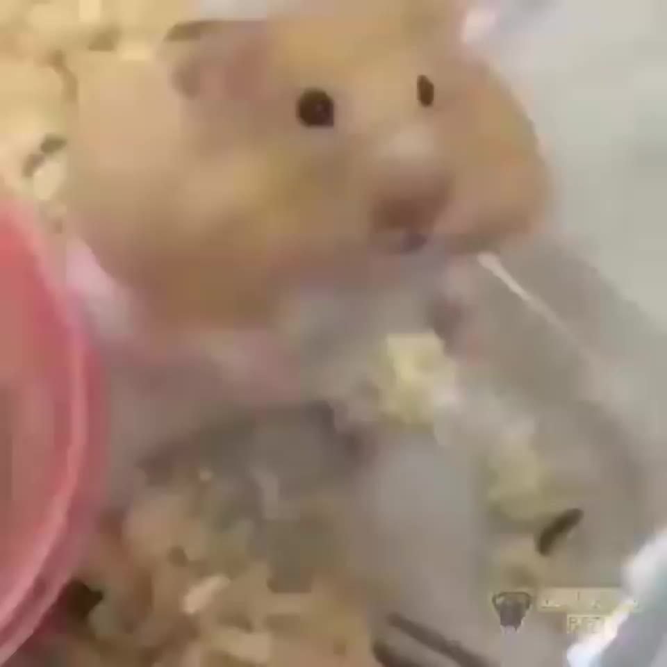 Хомяк улыбается в камеру