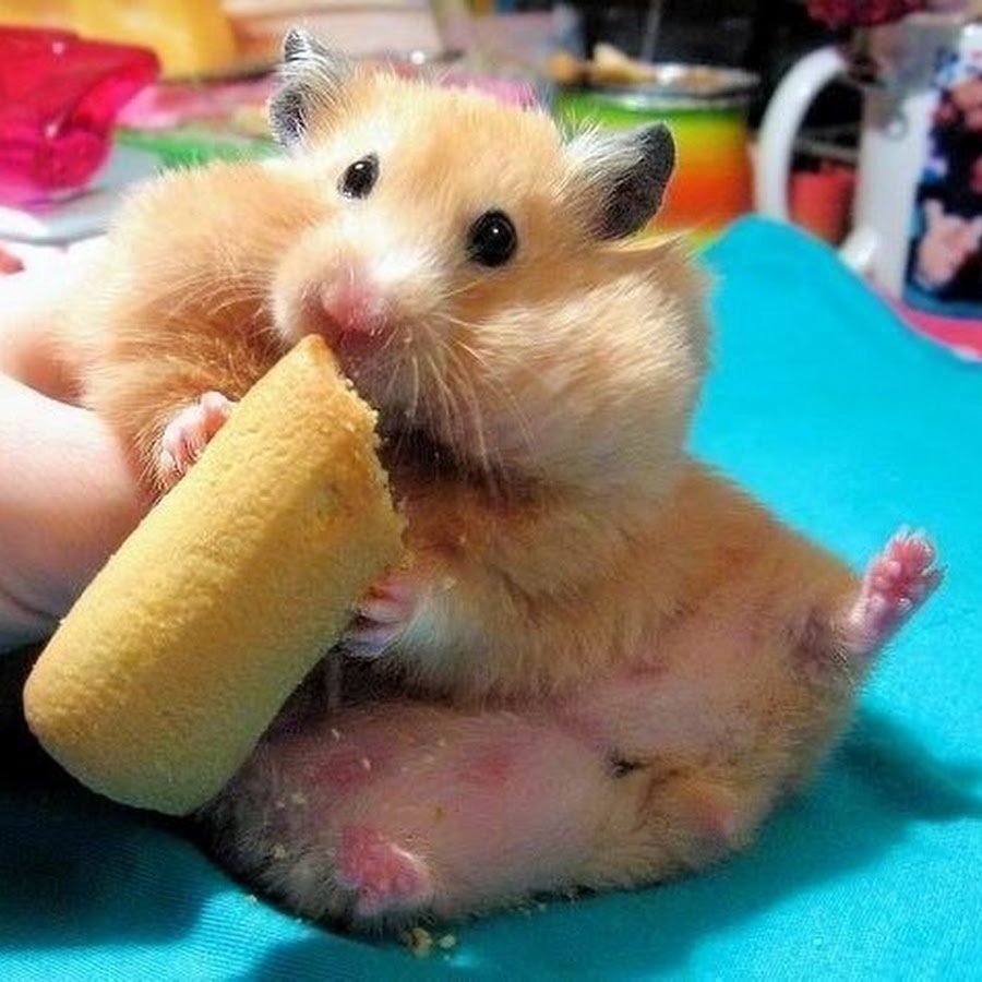 Смешные хомяки