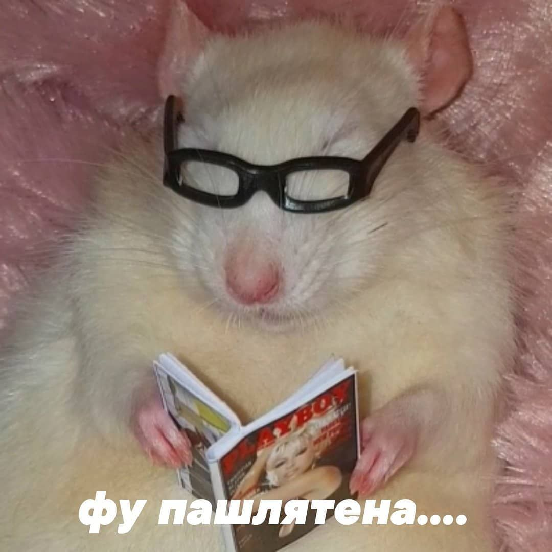 Крыса в очках