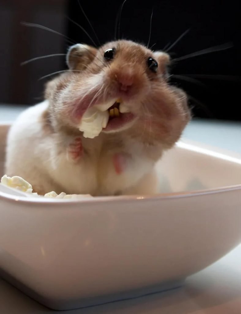 Прикольный хомяк