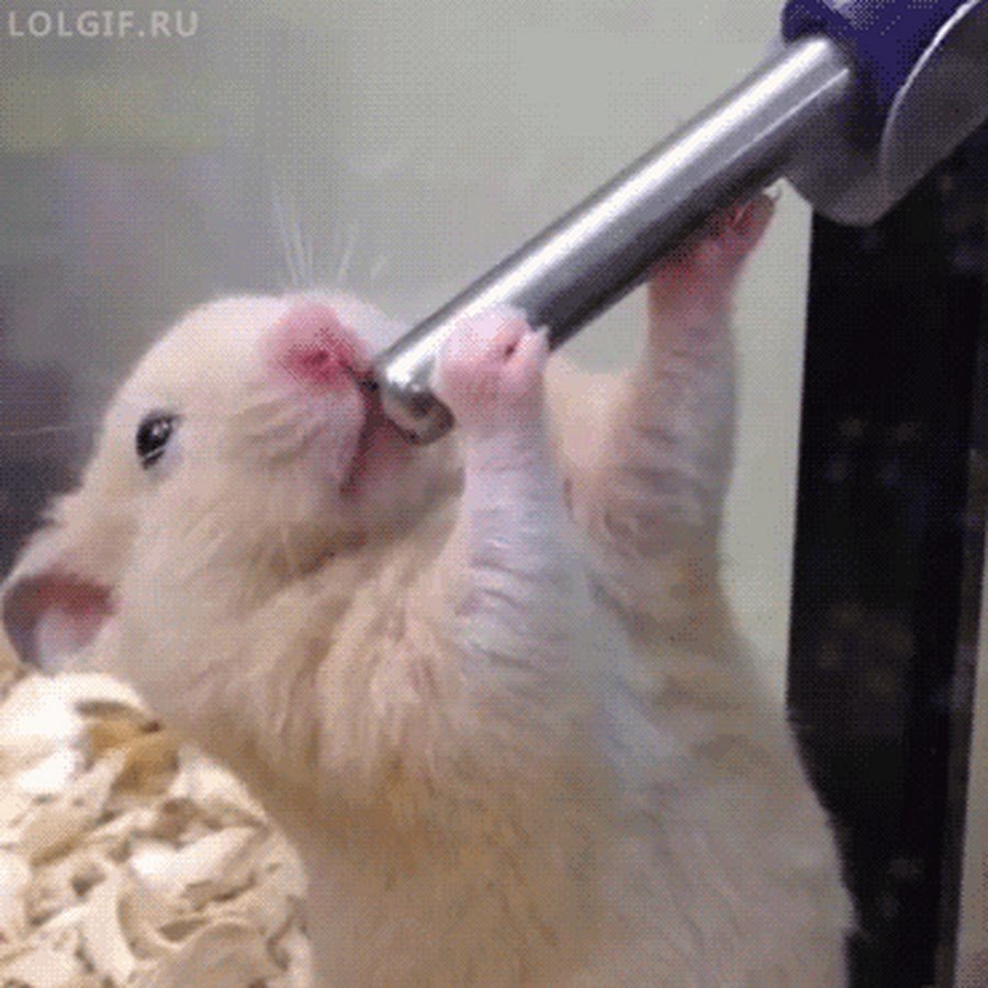 Хомяк с большой морковкой