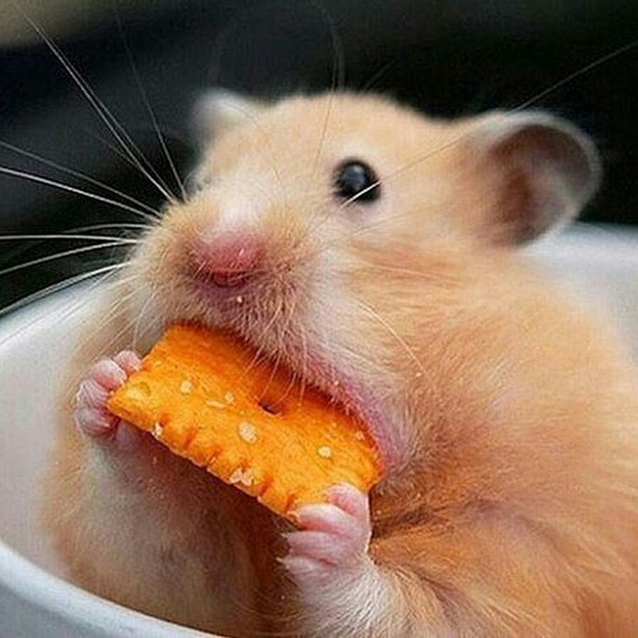 Белка с большим бананом