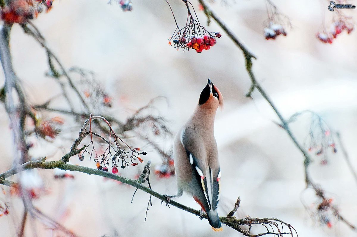 Птицы на снегу