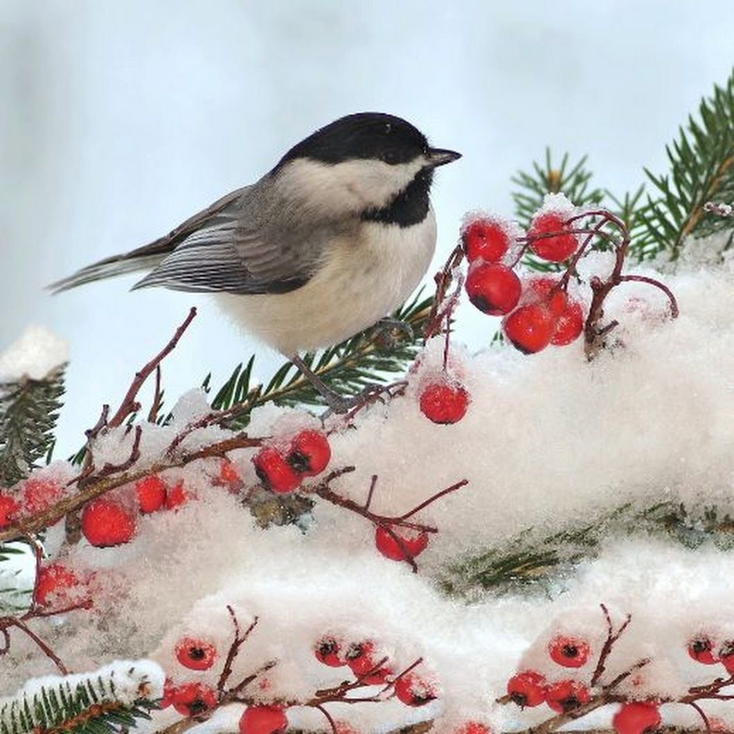 Доброго зимнего утра с птичками