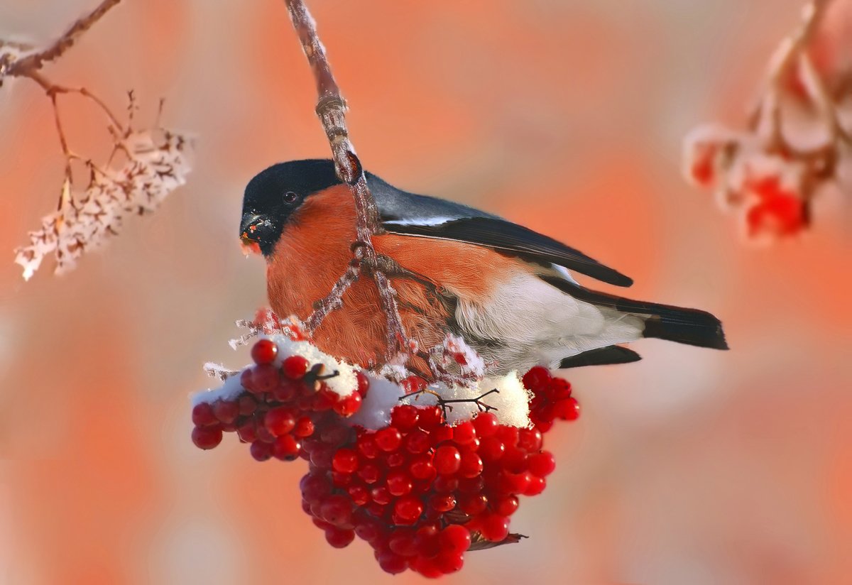 Снегири зимой