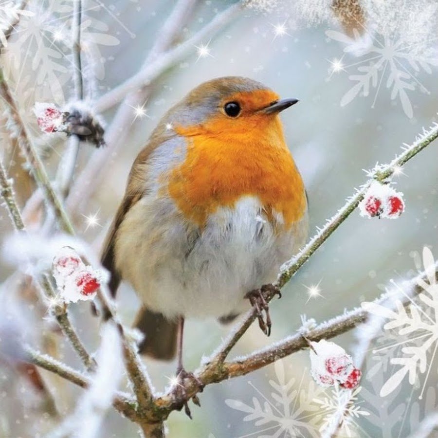 Зарянка птица зимой