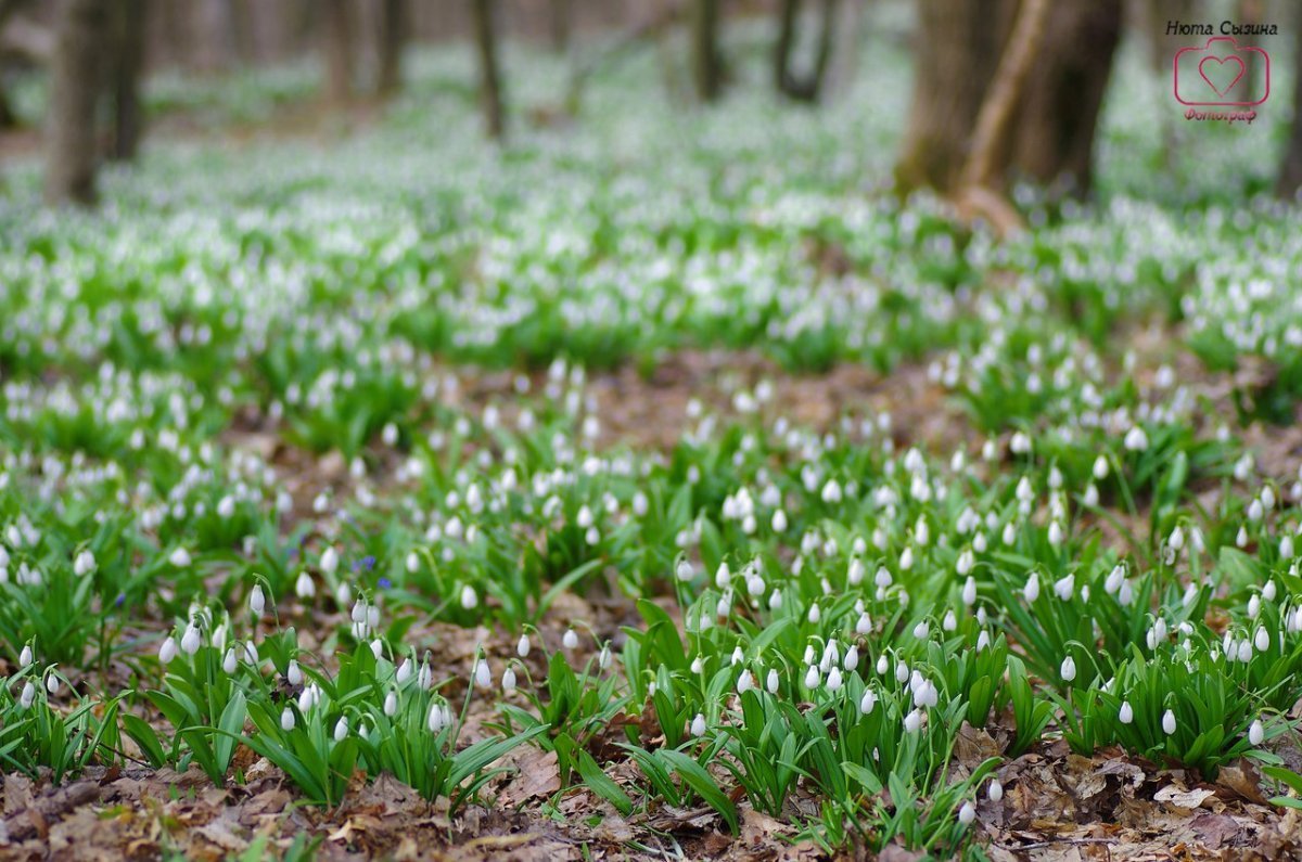 Подснежники массив