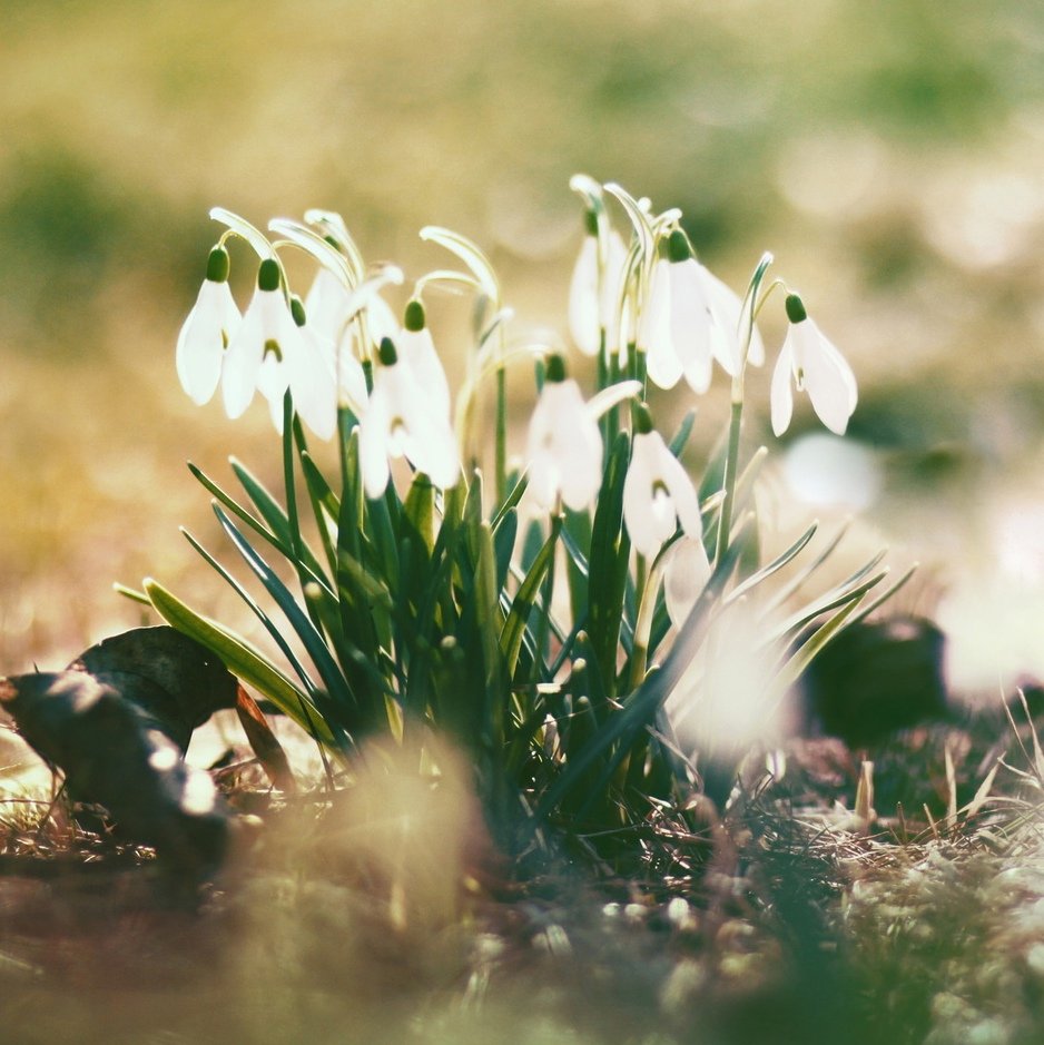 Подснежники в лесу