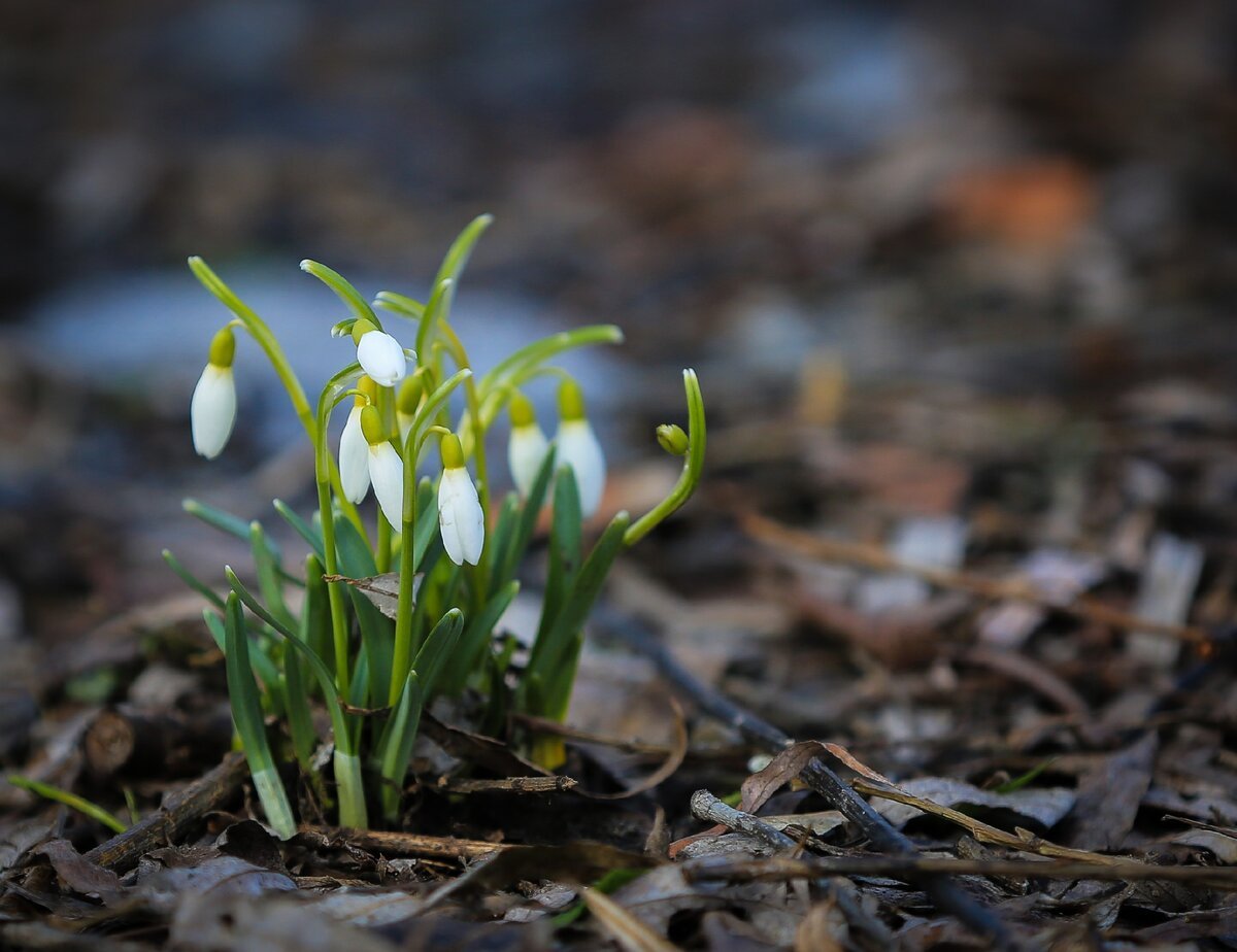 Весна в Крымском лесу