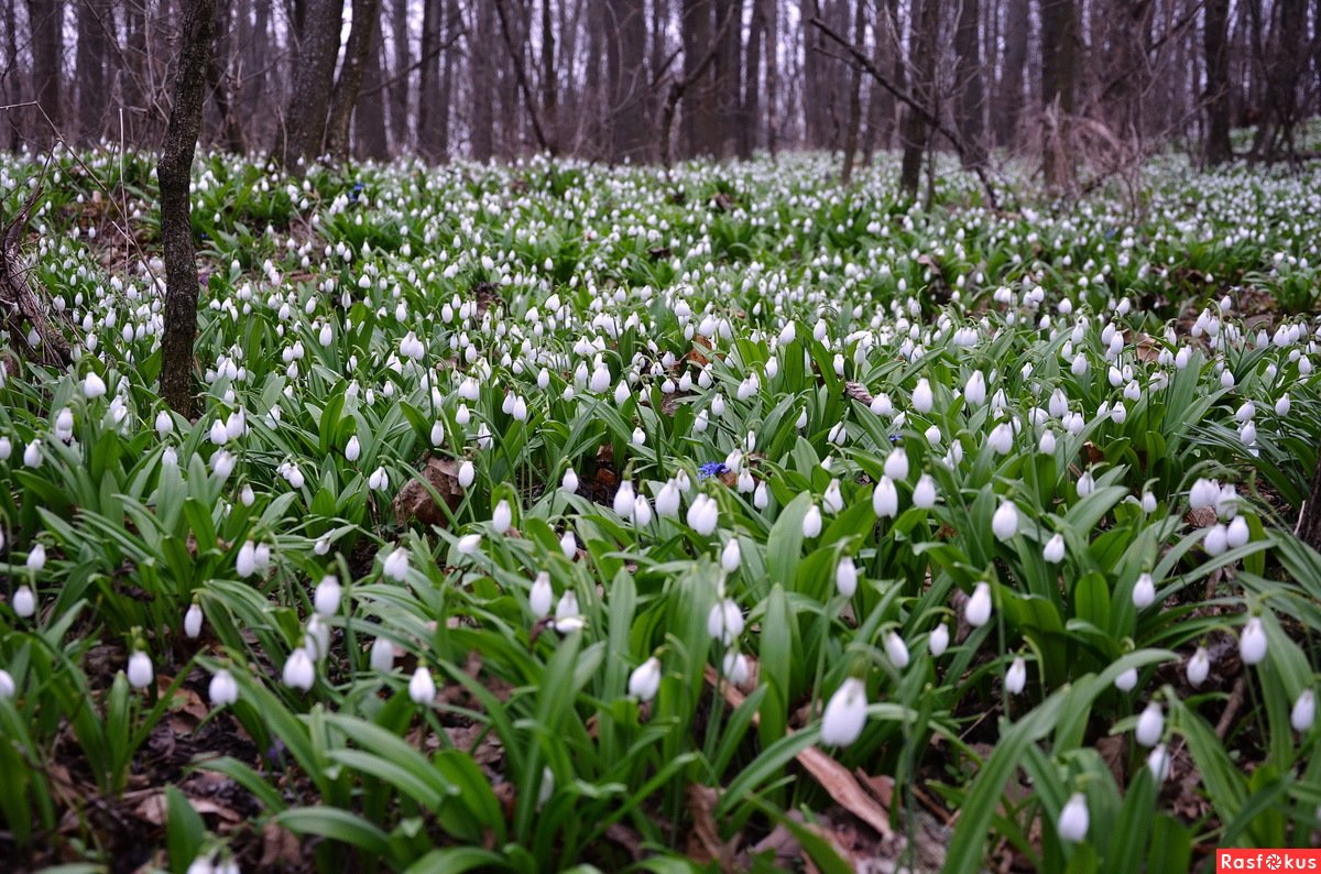 Кандыки подснежники Полянки