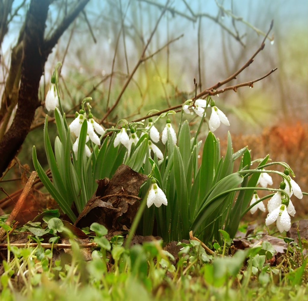 Пролеска колокольчатая