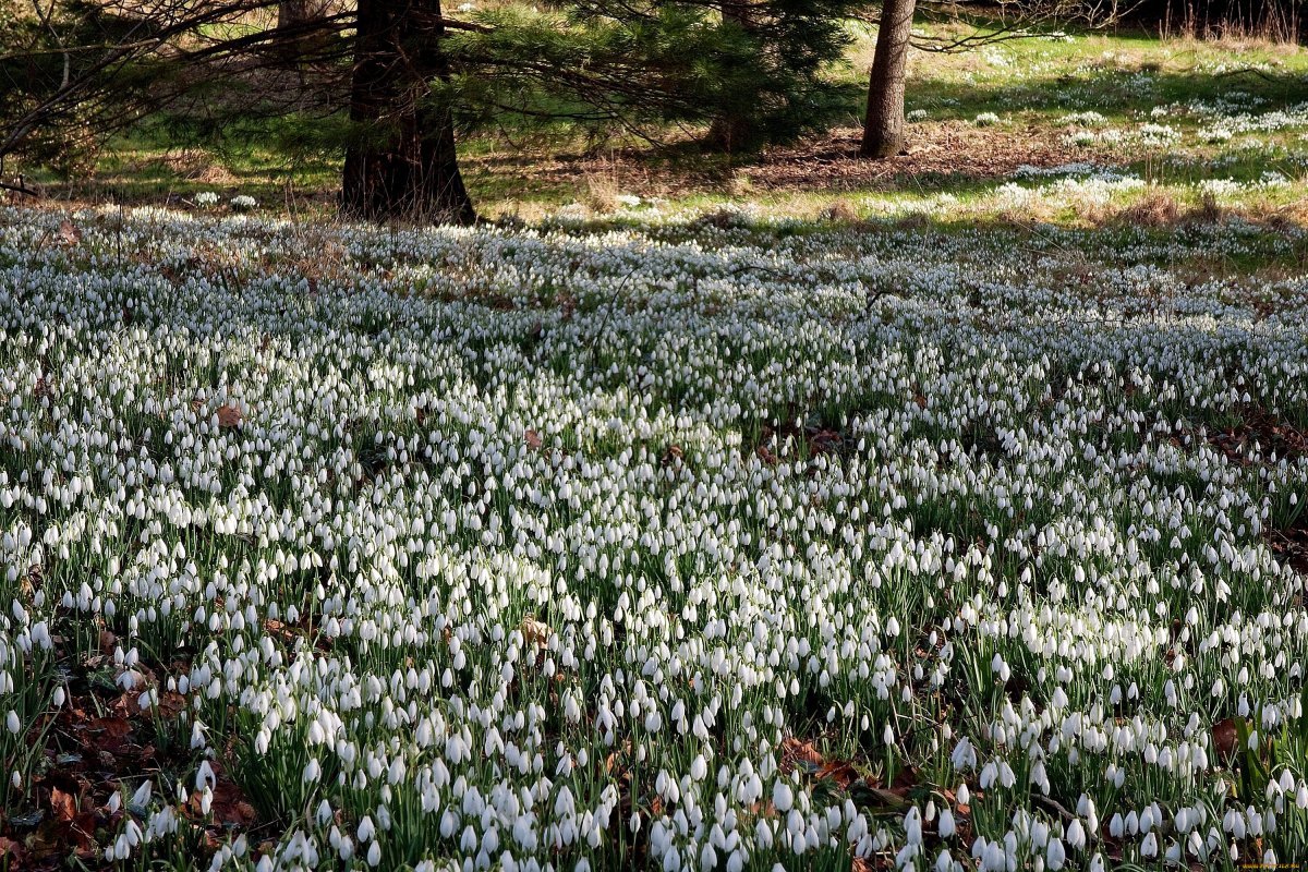 Уральские подснежники