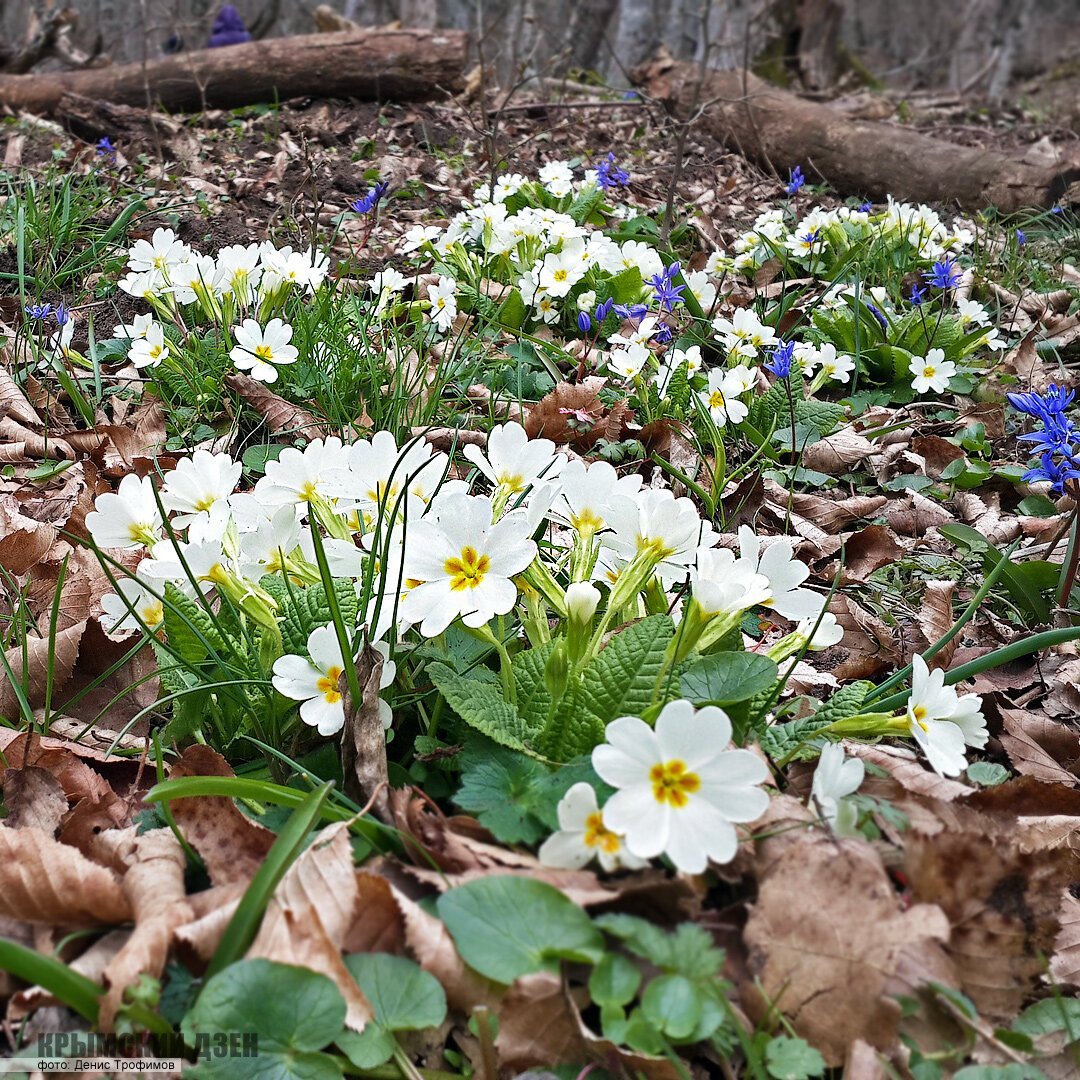 Девушка с подснежниками без лица