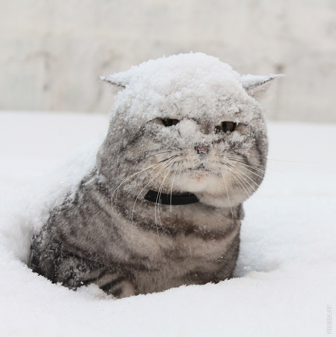 Снега навалило смешные