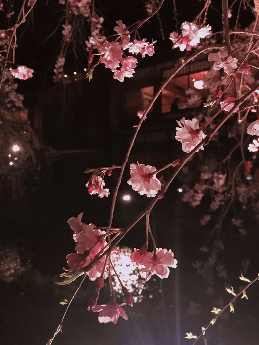 Черри блоссом Эстетика