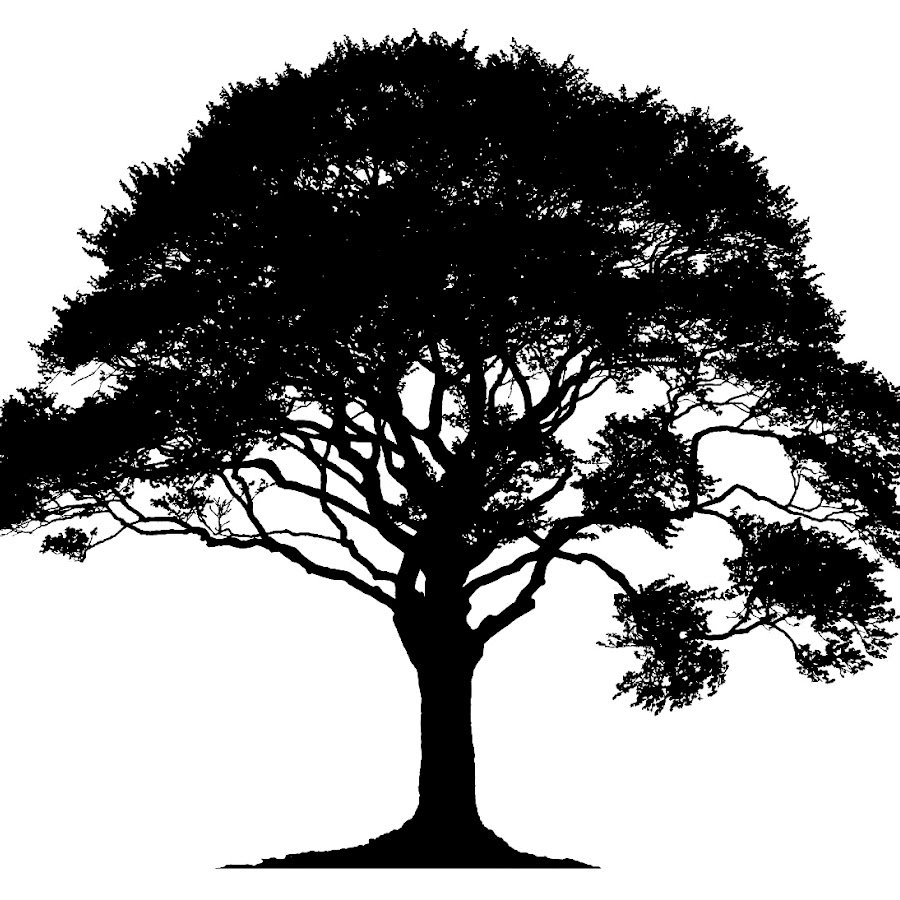 Голое дерево без листьев