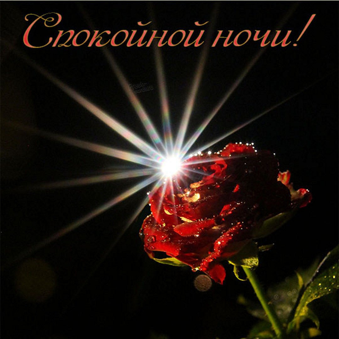 Одинокая роза