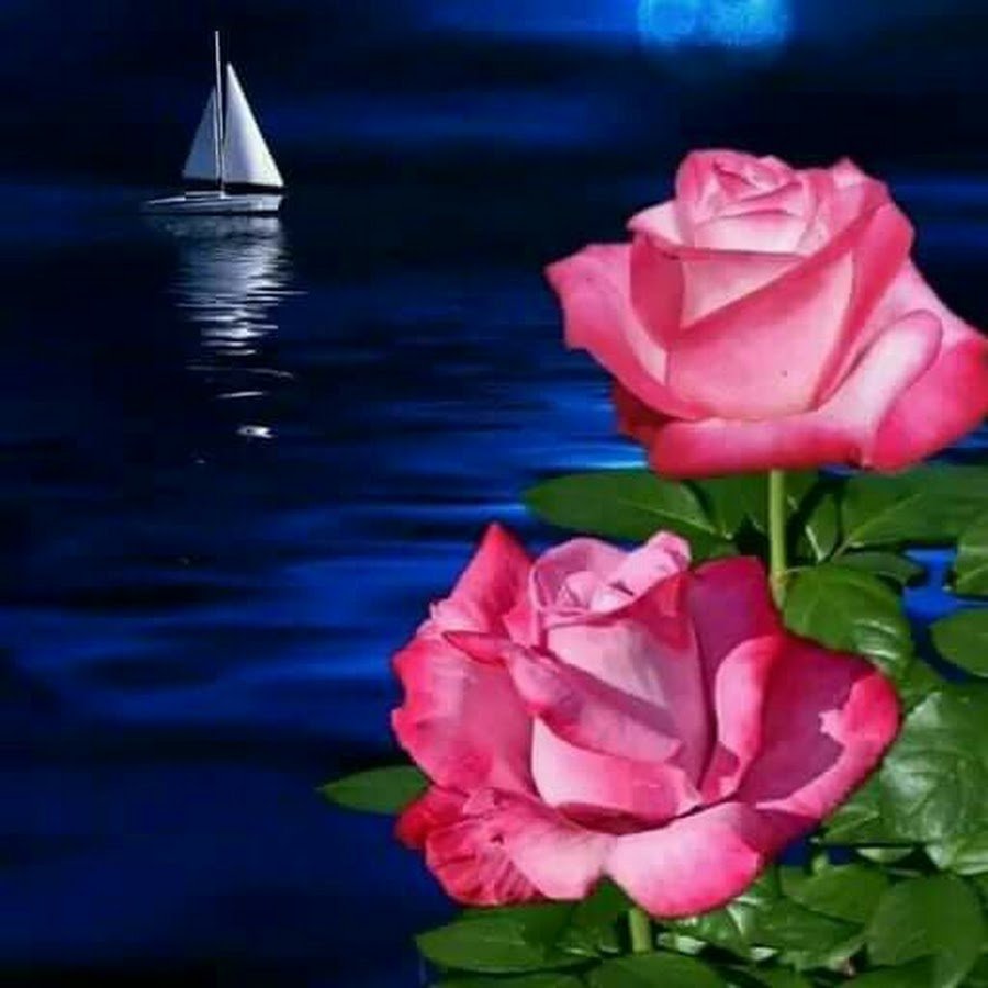 Спокойной ночи цветы и море