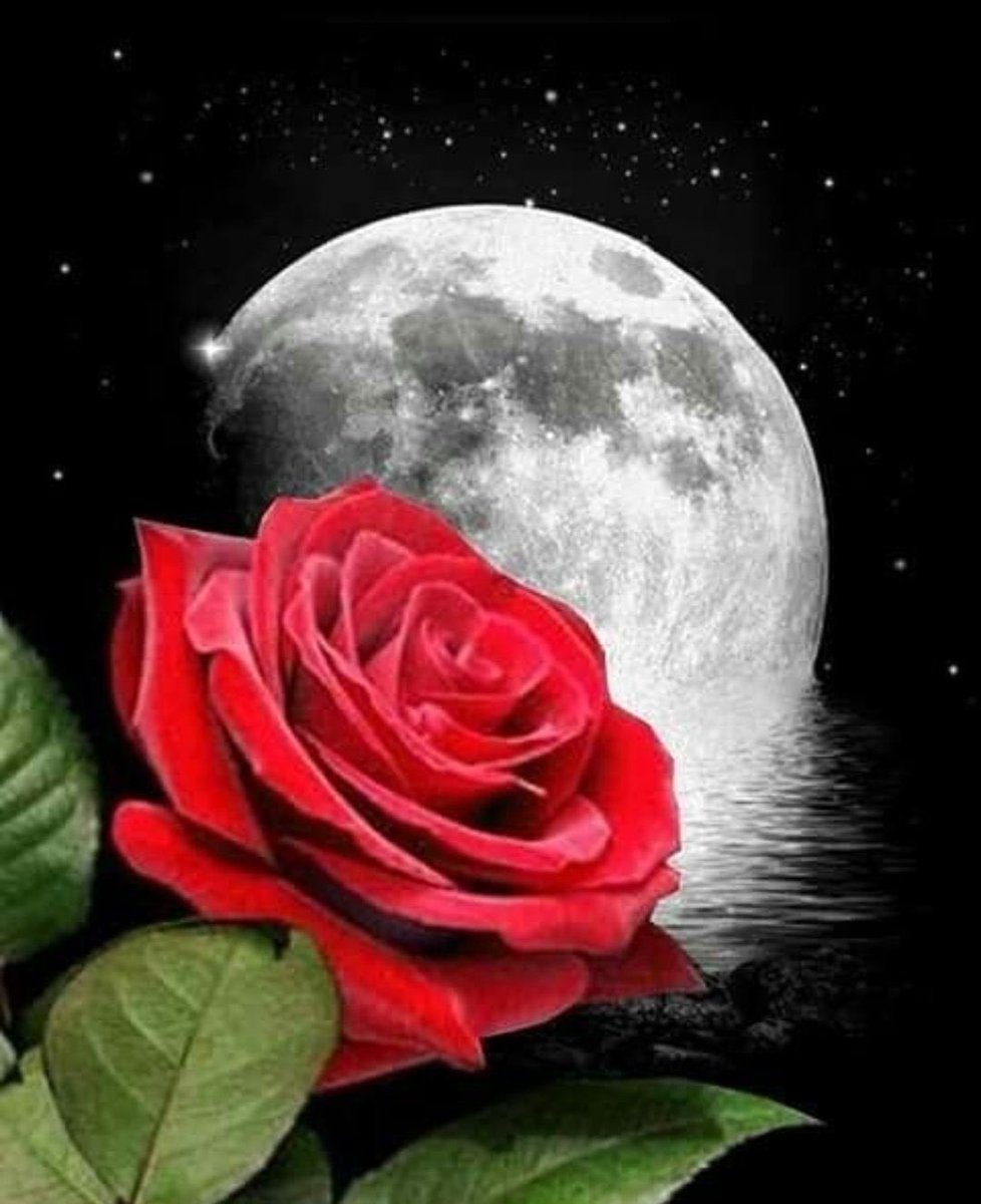 Красная и белая роза на черном фоне
