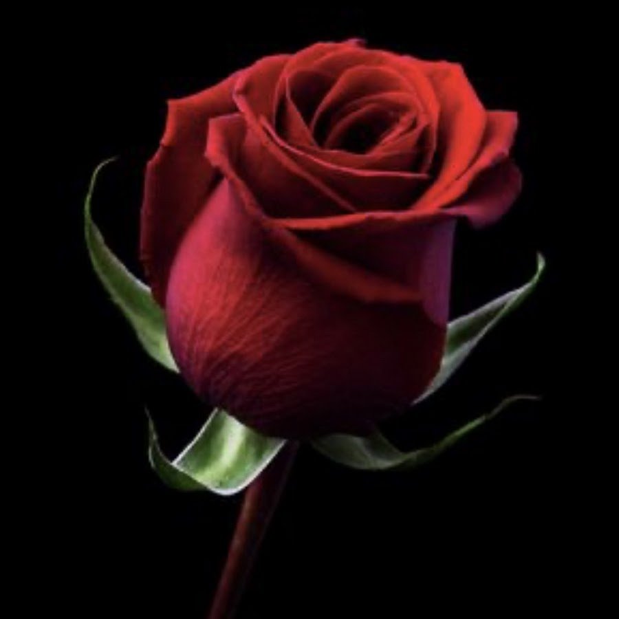 Добрый вечер красивые цветы